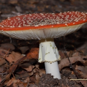 Aphididae (family) at National Arboretum Forests - 7 May 2024