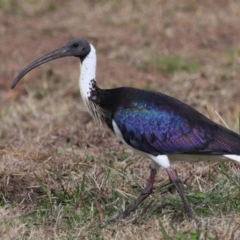 Threskiornis spinicollis (Straw-necked Ibis) at National Arboretum Forests - 7 May 2024 by TimL
