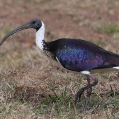 Threskiornis spinicollis at National Arboretum Forests - 7 May 2024