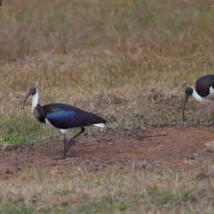 Threskiornis spinicollis at National Arboretum Forests - 7 May 2024