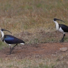 Threskiornis spinicollis at National Arboretum Forests - 7 May 2024