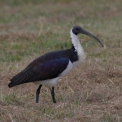 Threskiornis spinicollis at National Arboretum Forests - 7 May 2024