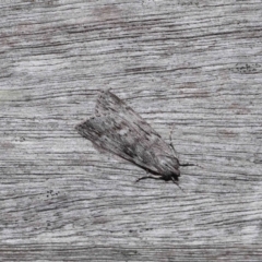 Destolmia lineata (Streaked Notodontid Moth) at Acton, ACT - 6 May 2024 by TimL