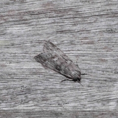 Destolmia lineata (Streaked Notodontid Moth) at ANBG - 6 May 2024 by TimL