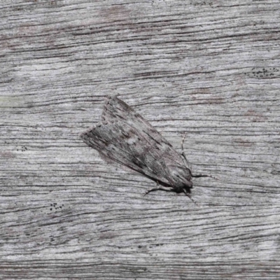 Destolmia lineata (Streaked Notodontid Moth) at ANBG - 6 May 2024 by TimL