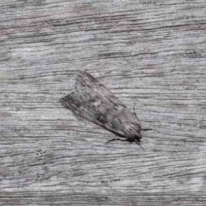 Destolmia lineata (Streaked Notodontid Moth) at ANBG by TimL