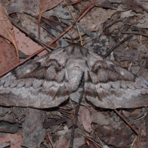 Chelepteryx collesi (White-stemmed Gum Moth) at National Arboretum Forests by TimL