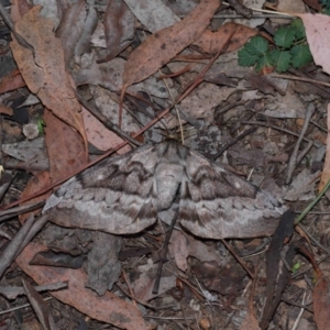 Chelepteryx collesi at National Arboretum Forests - 7 May 2024