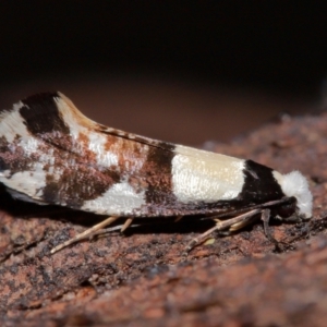 Monopis icterogastra at National Arboretum Forests - 7 May 2024