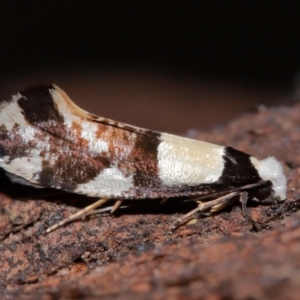 Unidentified Moth (Lepidoptera) at suppressed by TimL