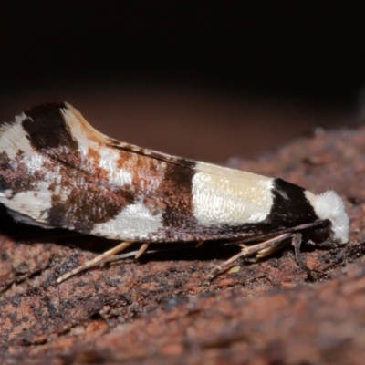 Monopis icterogastra (Wool Moth) at National Arboretum Forests - 7 May 2024 by TimL