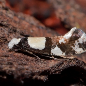 Monopis icterogastra at National Arboretum Forests - 7 May 2024