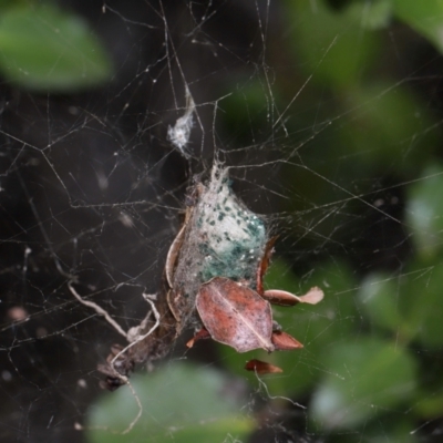 Cyclosa sp. (genus) at National Arboretum Forests - 7 May 2024 by TimL