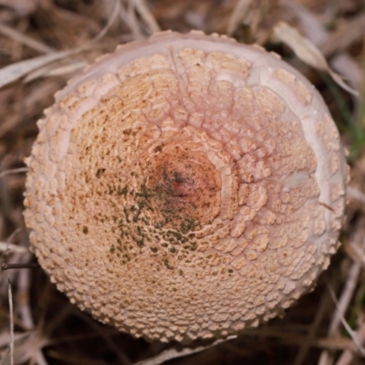 Unidentified Cap on a stem; gills below cap [mushrooms or mushroom-like] at Molonglo, ACT - 7 May 2024 by TimL