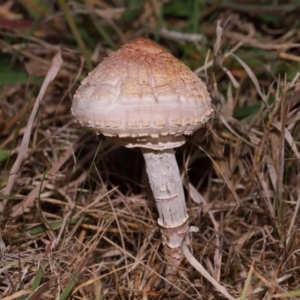 Chlorophyllum sp. at National Arboretum Forests - 7 May 2024 01:00 PM