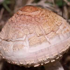 Chlorophyllum sp. at National Arboretum Forests - 7 May 2024 01:00 PM