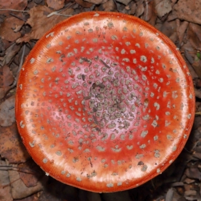 Amanita muscaria (Fly Agaric) at National Arboretum Forests - 7 May 2024 by TimL
