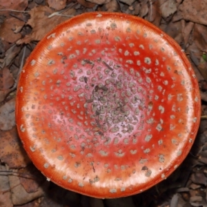 Amanita muscaria (Fly Agaric) at National Arboretum Forests by TimL
