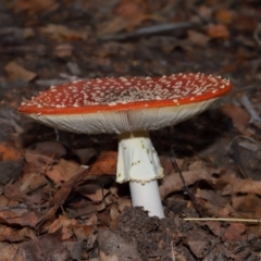 Amanita muscaria at National Arboretum Forests - 7 May 2024 11:58 AM