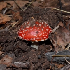 Amanita muscaria at National Arboretum Forests - 7 May 2024 11:58 AM