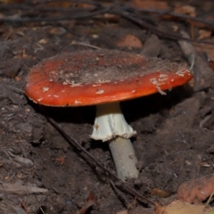 Amanita muscaria at National Arboretum Forests - 7 May 2024