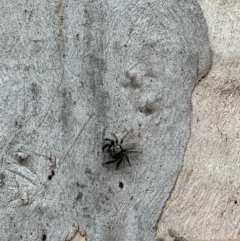 Arasia sp. (Arasia jumping spider) at Marulan, NSW - 29 Apr 2024 by JGainsford