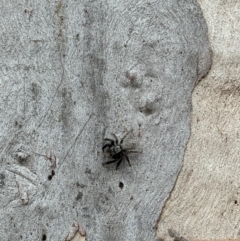 Unidentified Jumping or peacock spider (Salticidae) at Marulan, NSW - 29 Apr 2024 by JGainsford