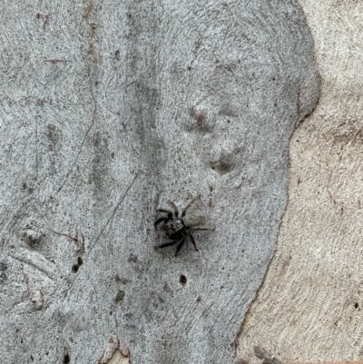 Unidentified Spider (Araneae) at Marulan, NSW - 29 Apr 2024 by JGainsford