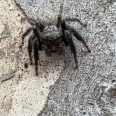 Arasia sp. at Marulan, NSW - 29 Apr 2024