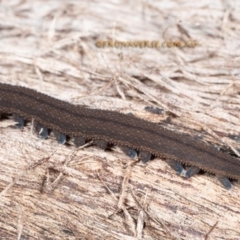 Onychophora sp. (phylum) (Unidentified Velvet Worm) at Coolatai, NSW - 8 May 2024 by AlexDudley