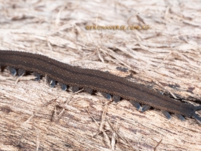 Onychophora sp. (phylum) (Unidentified Velvet Worm) at Coolatai, NSW - 8 May 2024 by AlexDudley