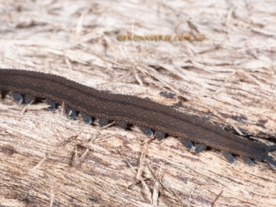 Onychophora sp. (phylum) (Unidentified Velvet Worm) at Coolatai, NSW - 7 May 2024 by AlexDudley