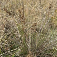 Juncus (genus) (A Rush) at Kenny, ACT - 8 May 2024 by lbradley