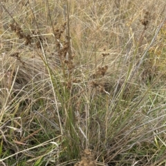 Juncus sp. (A Rush) at Nadjung Mada NR - 7 May 2024 by lbradley