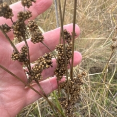 Juncus (genus) at Kenny, ACT - 8 May 2024 09:46 AM