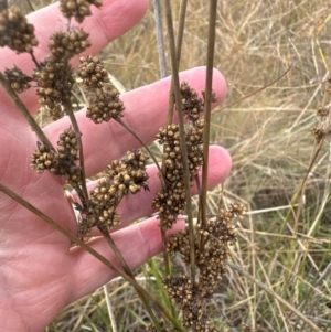 Juncus sp. at Kenny, ACT - 8 May 2024