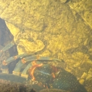 Unidentified Freshwater Crayfish at suppressed by JGainsford