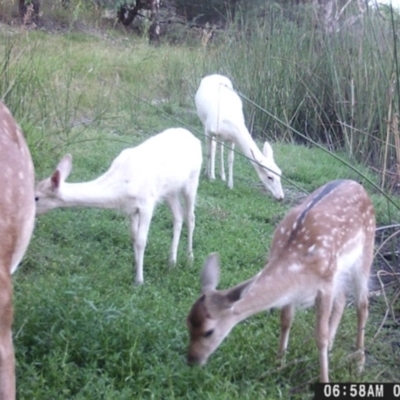 Dama dama (Fallow Deer) at Ryans Lagoon Wildlife Reserve - 8 May 2024 by TAW