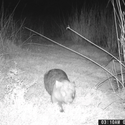 Vombatus ursinus (Common wombat, Bare-nosed Wombat) at Bonegilla, VIC - 8 May 2024 by TAW