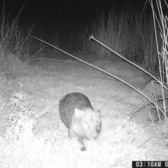 Vombatus ursinus (Common wombat, Bare-nosed Wombat) at Wodonga - 8 May 2024 by TAW
