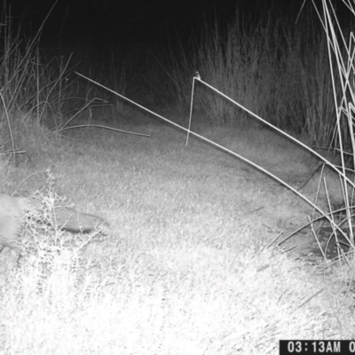 Vulpes vulpes (Red Fox) at Ryans Lagoon Wildlife Reserve - 8 May 2024 by TAW