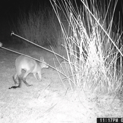 Macropus giganteus (Eastern Grey Kangaroo) at Ryans Lagoon Wildlife Reserve - 8 May 2024 by TAW