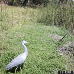 Egretta novaehollandiae (White-faced Heron) at Ryans Lagoon Wildlife Reserve - 8 May 2024 by TAW