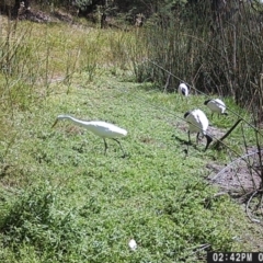 Ardea plumifera (Plumed Egret) at Bonegilla, VIC - 8 May 2024 by TAW