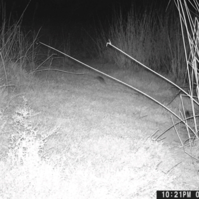 Mus musculus at Ryans Lagoon Wildlife Reserve - 8 May 2024 by TAW