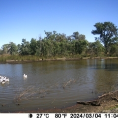 Pelecanus conspicillatus (Australian Pelican) at Bonegilla, VIC - 8 May 2024 by TAW