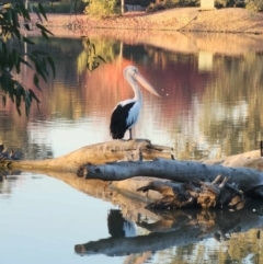 Pelecanus conspicillatus (Australian Pelican) at Belvoir Park - 8 May 2024 by TAW