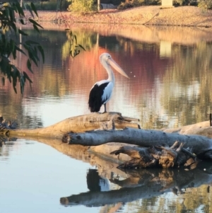 Pelecanus conspicillatus at Belvoir Park - 8 May 2024