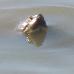 Emydura macquarii (Macquarie Turtle) at Belvoir Park - 8 May 2024 by TAW