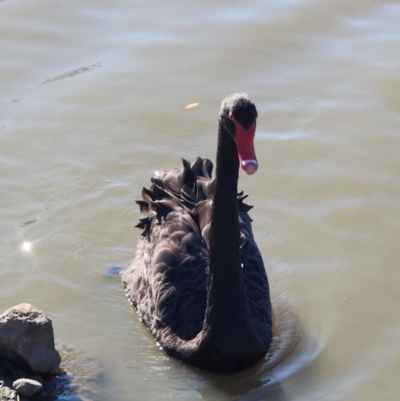 Cygnus atratus (Black Swan) at Wodonga - 8 May 2024 by TAW